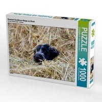Produktbild: CALVENDO Puzzle Deutsch Drahthaar-Welpe im Stroh | 1000 Teile Lege-Gr&ouml;&szlig;e 64x48cm Foto-Puzzle f&uuml;r gl&uuml;ckliche Stunden