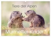 Produktbild: Tiere der Alpen - Murmeltier-Kinder (Wandkalender 2026 DIN A2 quer), CALVENDO Monatskalender