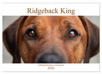Produktbild: Ridgeback King (Wandkalender 2026 DIN A2 quer), CALVENDO Monatskalender