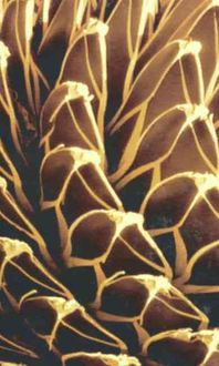 Produktbild: Instabilities and Self-Organization in Materials