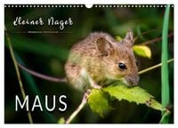 Produktbild: Kleiner Nager - Maus (Wandkalender 2026 DIN A3 quer), CALVENDO Monatskalender