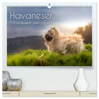 Produktbild: Havaneser - Wirbelwinde aus Kuba (hochwertiger Premium Wandkalender 2026 DIN A2 quer), Kunstdruck in Hochglanz