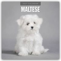 Produktbild: Maltese &ndash; Malteser 2027 &ndash; 16-Monatskalender