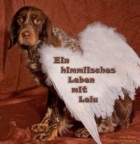 Produktbild: Ein himmlisches Leben mit Lola
