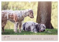 English Setter – Impressionen edler Hunde (Wandkalender 2024 DIN A3 quer), CALVENDO Monatskalender