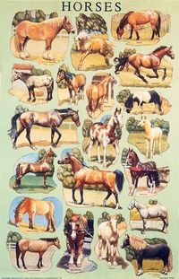 Produktbild: Horses Poster