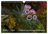 Produktbild: Rotes Meer - Unterwasserimpressionen (Wandkalender 2027 DIN A4 quer), CALVENDO Monatskalender