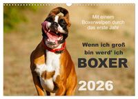 Produktbild: Wenn ich gro&szlig; bin werd' ich Boxer (Wandkalender 2026 DIN A3 quer), CALVENDO Monatskalender
