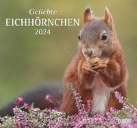 Bild vom Artikel Geliebte Eichhörnchen 2024 - DUMONT Wandkalender - mit den wichtigsten Feiertagen - Format 38,0 x 35,5 cm vom Autor 