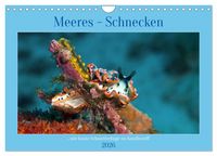 Produktbild: Meeres-Schnecken (Wandkalender 2026 DIN A4 quer), CALVENDO Monatskalender
