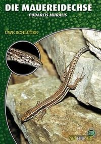 Produktbild: Die Mauereidechse