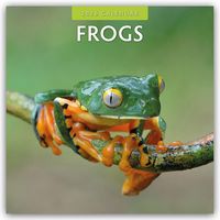 Produktbild: Frogs &ndash; Frosch &ndash; Fr&ouml;sche 2026 &ndash; 16-Monatskalender