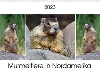 Bild vom Artikel Murmeltiere in Nordamerika (Wandkalender 2023 DIN A3 quer) vom Autor Dieter Wilczek