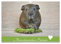 Produktbild: Meerschweinchen Portraits (Wandkalender 2026 DIN A3 quer), CALVENDO Monatskalender