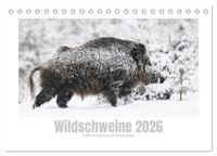Produktbild: Wildschweine &ndash; Wildlife Fotografien (Tischkalender 2026 DIN A5 quer), CALVENDO Monatskalender