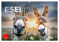 Produktbild: Esel - Humor mit langen Ohren (Wandkalender 2027 DIN A2 quer), CALVENDO Monatskalender