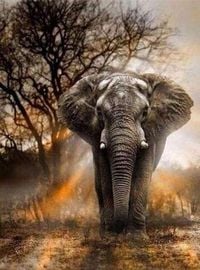 Produktbild: FiguredArt DP-163-Y - Diamond Painting, Elefant in der Savanne, Leinwand-Keilrahmen 40x50cm, Diamond Painting Set