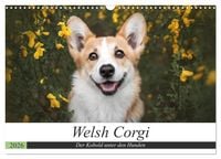 Produktbild: Welsh Corgi - Der Kobold unter den Hunden (Wandkalender 2026 DIN A3 quer), CALVENDO Monatskalender