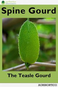 Produktbild: Spine Gourd
