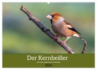 Produktbild: Der Kernbei&szlig;er und seine gefiederten Gesellen (Wandkalender 2026 DIN A2 quer), CALVENDO Monatskalender