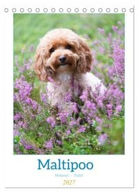 Produktbild: Maltipoo - Malteser - Pudel 2027 (Tischkalender 2027 DIN A5 hoch), CALVENDO Monatskalender
