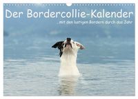 Produktbild: Der Bordercollie-Kalender (Wandkalender 2026 DIN A3 quer), CALVENDO Monatskalender