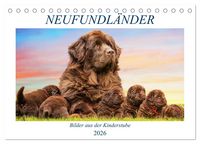 Produktbild: Neufundl&auml;nder - Bilder aus der Kinderstube (Tischkalender 2026 DIN A5 quer), CALVENDO Monatskalender