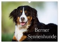Produktbild: Berner Sennenhunde (Wandkalender 2026 DIN A3 quer), CALVENDO Monatskalender