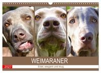 Produktbild: Weimaraner. Edel, elegant und klug (Wandkalender 2027 DIN A3 quer), CALVENDO Monatskalender