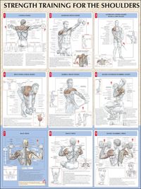 Produktbild: Delavier, F:  Strength Training for the Shoulders