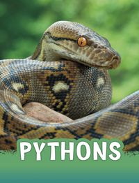 Produktbild: Pythons