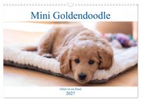 Produktbild: Mini Goldendoodle - Gl&uuml;ck ist ein Hund (Wandkalender 2027 DIN A3 quer), CALVENDO Monatskalender