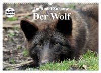 Produktbild: Im Rudel Zuhause - Der Wolf (Wandkalender 2026 DIN A3 quer), CALVENDO Monatskalender