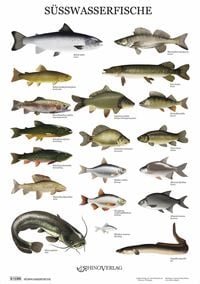 Produktbild: S&uuml;&szlig;wasserfische - Poster