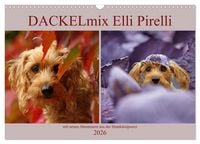 Produktbild: DACKELmix Elli Pirelli (Wandkalender 2026 DIN A3 quer), CALVENDO Monatskalender