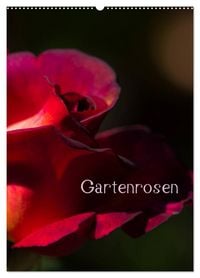 Produktbild: Gartenrosen (Wandkalender 2027 DIN A2 hoch), CALVENDO Monatskalender