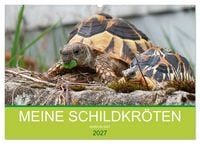 Produktbild: Meine Schildkr&ouml;ten (Wandkalender 2027 DIN A2 quer), CALVENDO Monatskalender