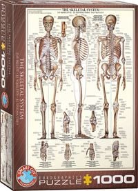 Produktbild: The Skeletal System