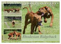 Produktbild: Rhodesian Ridgeback - Halbstarke au&szlig;er Rand und Band (Tischkalender 2026 DIN A5 quer), CALVENDO Monatskalender