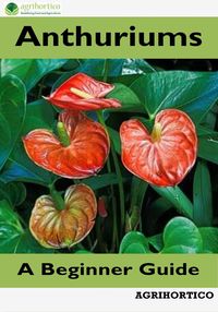 Produktbild: Anthuriums: A Beginner Guide