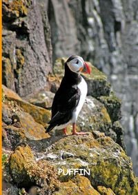 Produktbild: Die Abenteuer des kleinen PUFFIN