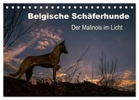 Produktbild: Belgische Sch&auml;ferhunde - Der Malinois im Licht (Tischkalender 2027 DIN A5 quer), CALVENDO Monatskalender