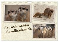 Produktbild: Erdm&auml;nnchen Familienbande (Wandkalender 2026 DIN A4 quer), CALVENDO Monatskalender