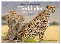 Produktbild: Magie des Augenblicks - Tierkinder - klein, aber wild (Wandkalender 2027 DIN A2 quer), CALVENDO Monatskalender