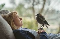 Beflügelt - Ein Vogel namens Penguin Bloom