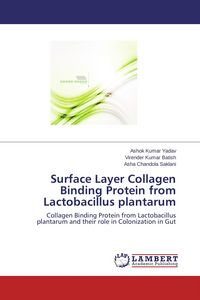 Produktbild: Surface Layer Collagen Binding Protein from Lactobacillus plantarum