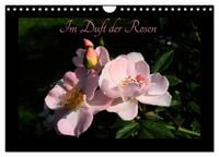 Produktbild: Im Duft der Rosen (Wandkalender 2026 DIN A4 quer), CALVENDO Monatskalender