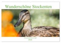 Produktbild: Wundersch&ouml;ne Stockenten - Europ&auml;ische Wasserv&ouml;gel (Wandkalender 2026 DIN A2 quer), CALVENDO Monatskalender
