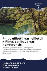 Produktbild: Pinus elliottii var. elliottii x Pinus caribaea var. hondurensis