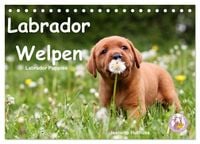 Produktbild: Labrador Welpen - Labrador Puppies (Tischkalender 2027 DIN A5 quer), CALVENDO Monatskalender